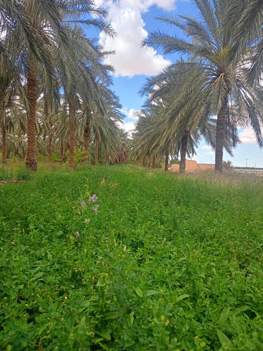 🌴 دعوة للمشاركة في يوم دراسي تطبيقي حول زراعة النخيل 🌾