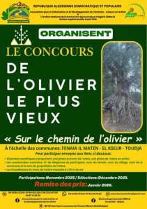 🌿 Concours : L’Olivier le plus vieux 🌳