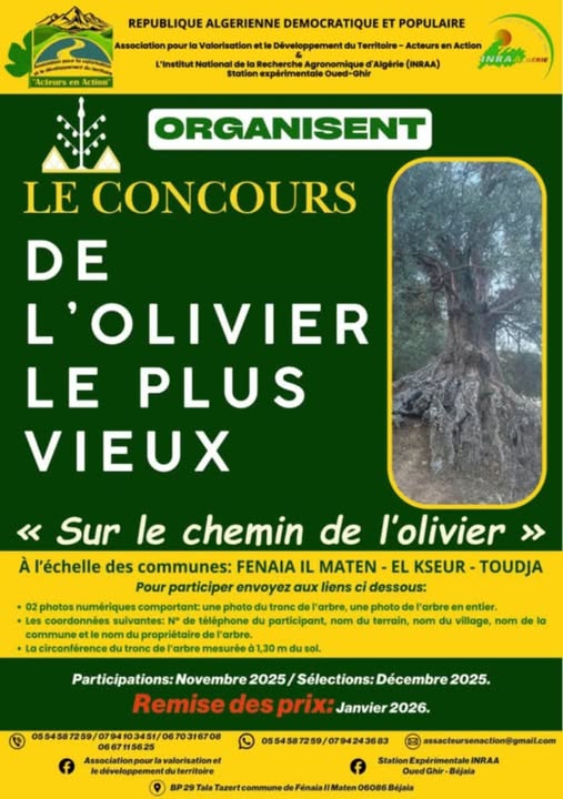 🌿 Concours : L’Olivier le plus vieux 🌳
