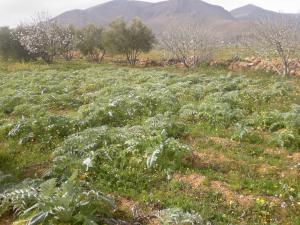 بيع ارض فلاحية بسطيف