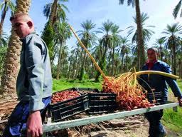 مناظر النخيل وجودة التمور