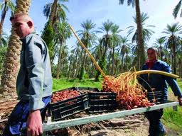 مناظر النخيل وجودة التمور