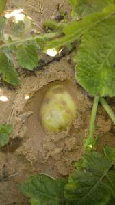 Exportation Fruits et légumes