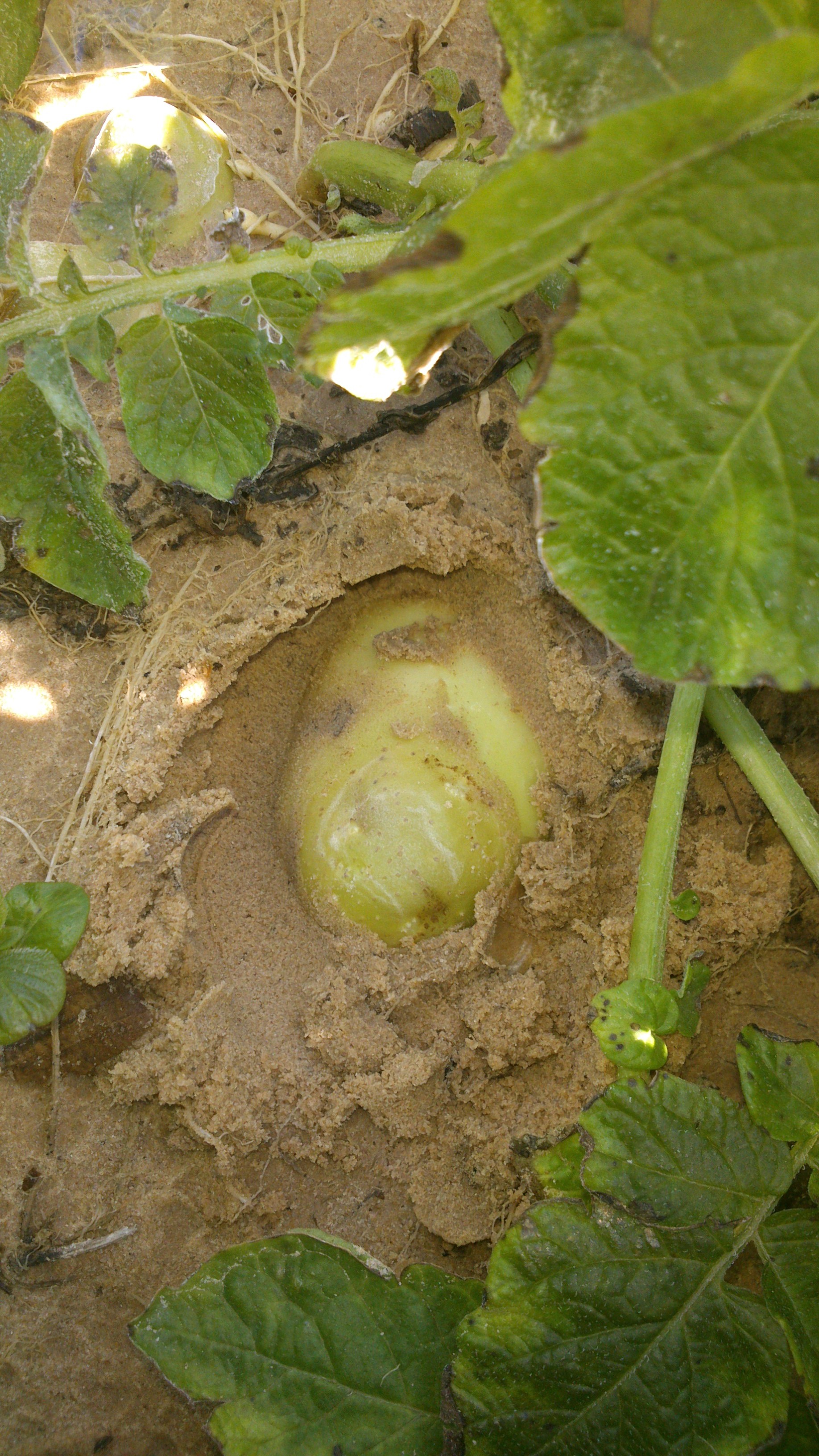 Exportation Fruits et légumes