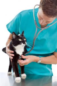 urgence vétérinaire