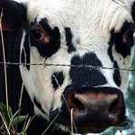 MILA, Pour une meilleure production de lait.