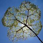 Guerrisseur avec des plantes naturelles, Un défi et des questions.