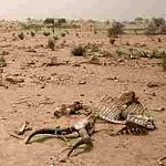 Le Tanezrouft, Une gehenne, relique d'un paradis