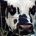 MILA, Pour une meilleure production de lait.