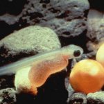 SIDI AMEUR, Lâchers de 80.000 alevins de carpes royales au petit barrage.