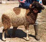 Un des éléments majeurs de la mise en valeur des palmeraies : la race ovine D’man