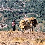 Profil Fourrager de l'Algérie