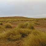 Diagnostic phytosociologique et phytoécologique des formations à Alfa en Algérie : Proposition de gestion