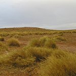 Diagnostic phytosociologique et phytoécologique des formations à Alfa en Algérie : Proposition de gestion