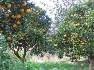 La hausse des prix des agrumes et due à l'absence de renouvellement des vieux vergers