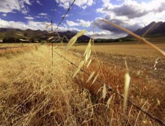 رئيس الغرفة الفلاحية بميلة يطالب بإعادة النظر في أسعار القمح                                قال بأنها السبب الرئيسي في إخلال التوازن بين الصلب واللين