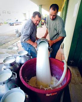 Filière lait à Aïn Defla : 5 millions de litres collectés en 2012                                Actu Centre : les autres articles