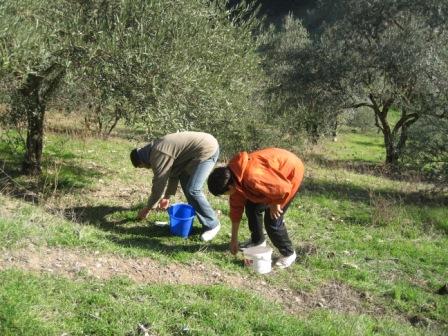La cueillette des olives