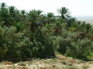 Une production de haute qualité Phoeniciculture à Tébessa