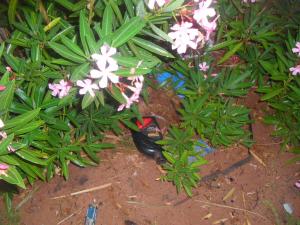 pollution du barrage Tiout