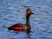 Recensement de 18 espèces d'oiseaux rares protégées à Ain Temouchent