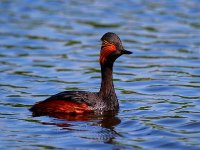 Recensement de 18 espèces d'oiseaux rares protégées à Ain Temouchent