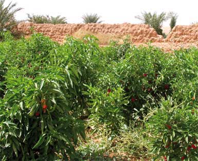 لقاء تشاوري بغرداية لتعزيز الفلاحة الصحراوية 50 مليار دج لرفع الإنتاج في خمس ولايات