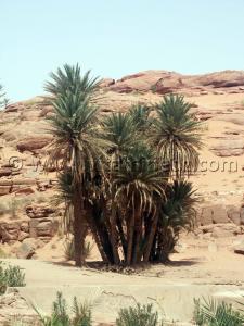 Les Oasis de Moghrar et  Tiout, Wilaya de Nâama
