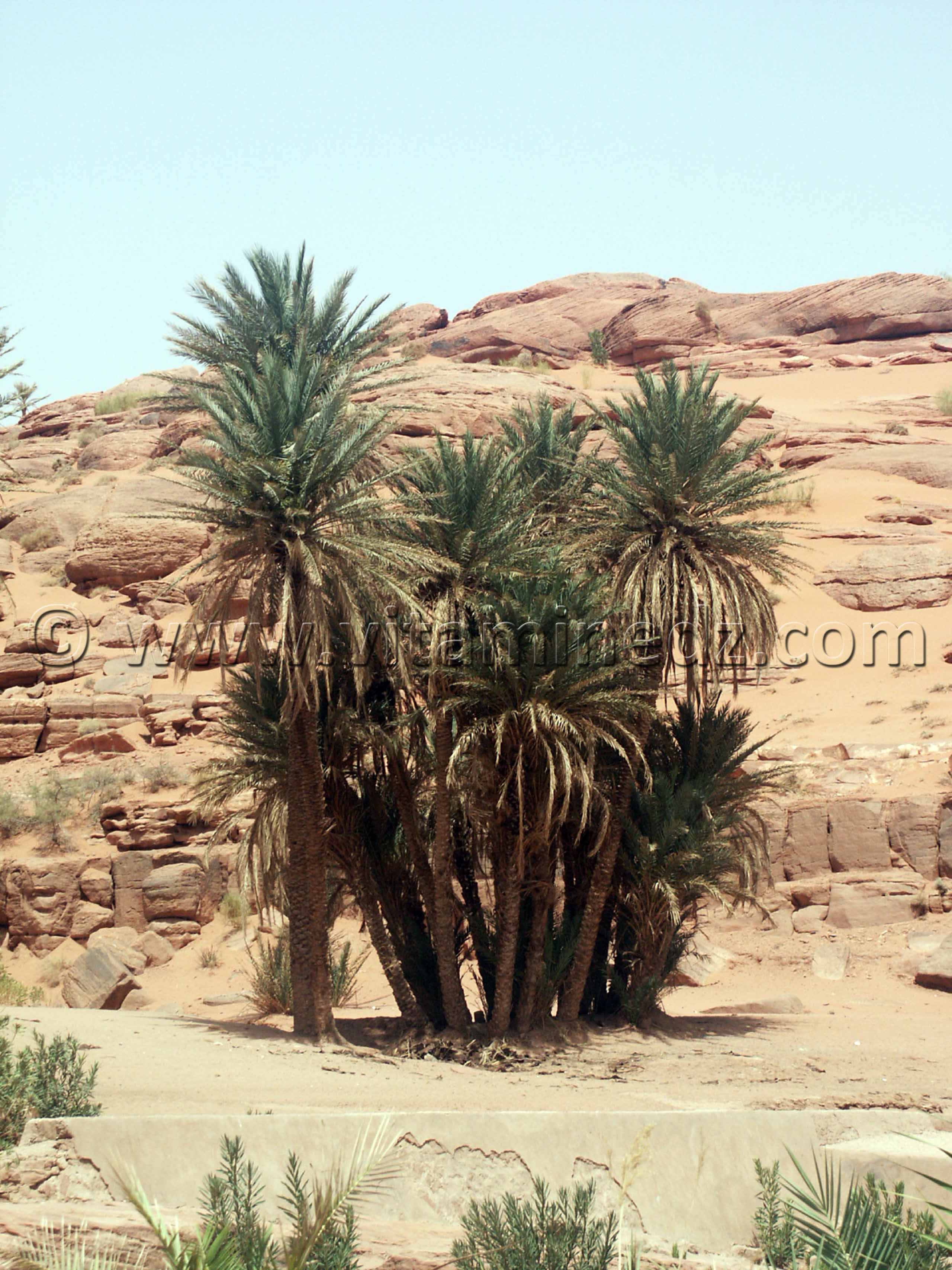 Les Oasis de Moghrar et  Tiout, Wilaya de Nâama