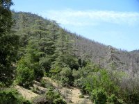 Colloque national à Tlemcen : la situation du patrimoine forestier mise en exergue