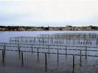 Un outil scientifique de recherche au profit des opérateurs Le centre pilote conchylicole de Bou-ismail opérationnel