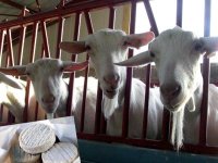 Lait et fromage de chèvre 100% algérien, bientôt sur les étals Association des éleveurs caprins « Atlas CAP »