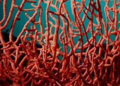 حجز 40 كلغ من المرجان بالطارف