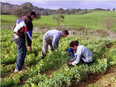 Algérie - 350.000 ha destinés à la création de nouvelles exploitations agricoles ont été identifiés