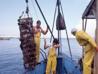 Il a été inauguré par Sid-Ahmed Ferroukhi Un centre-pilote conchylicole à Bou Ismaïl