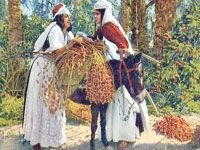 BISKRA Bientôt un musée de la datte