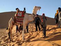 تأجيلات وتغييرات في أجندة النشاطات الثقافية والرحلات السياحية.. 500 مرشد سياحي في حالة بطالة مقنعة بتمنراست