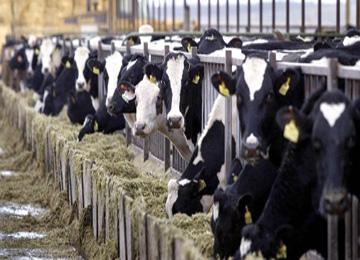 الجزائر في مواجهة وباء المجترات الصغيرة المستوطن في غرداية وزير البيئة الإماراتي يحظر استيراد لحومها ومنتجاتها