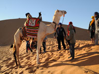 تأجيلات وتغييرات في أجندة النشاطات الثقافية والرحلات السياحية.. 500 مرشد سياحي في حالة بطالة مقنعة بتمنراست