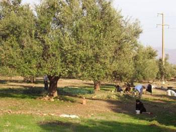La tuberculose oléicole fait des ravages ORAN