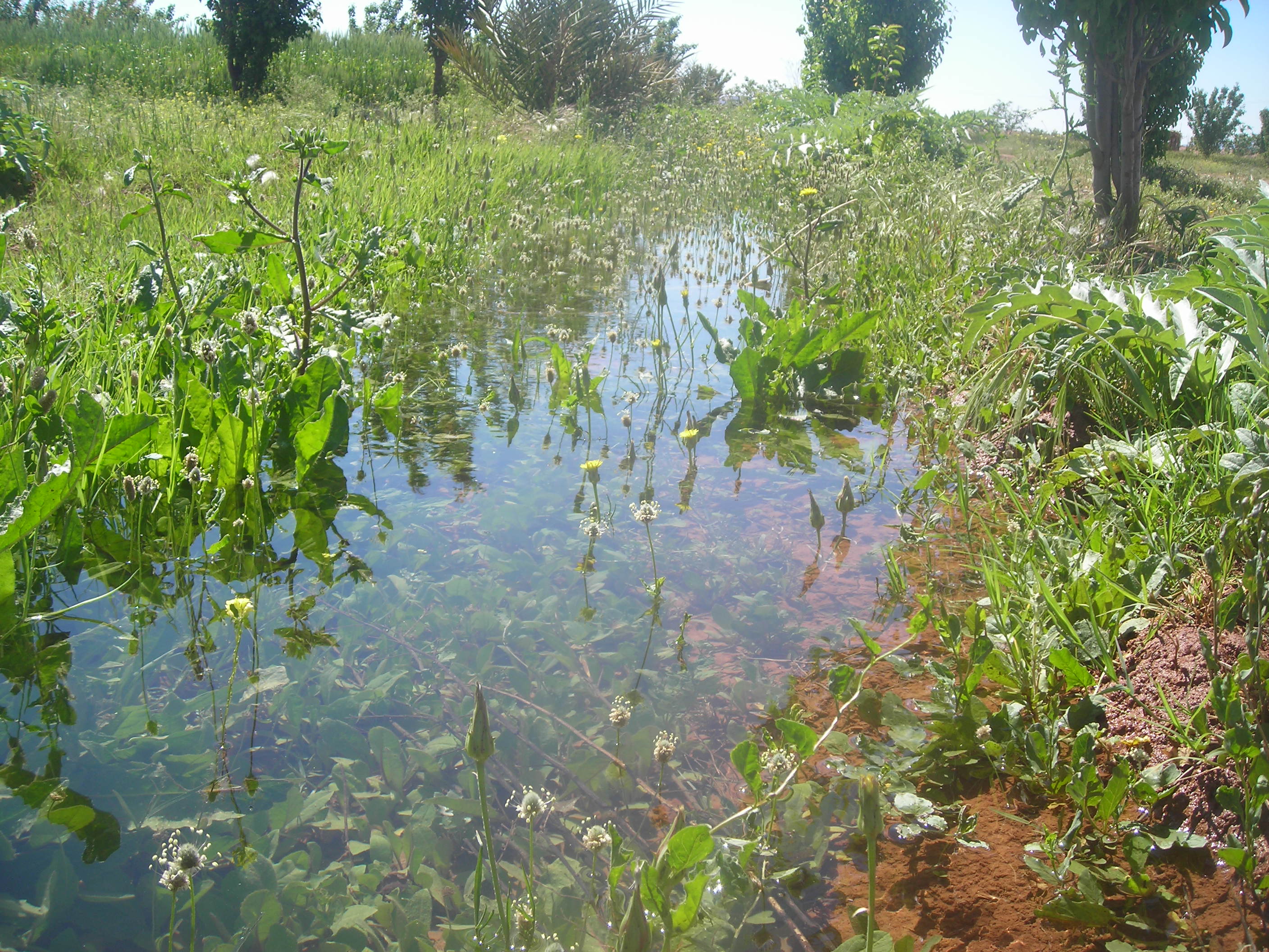 LES ZONES HUMIDES EN ALGERIE