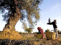 La saison oléicole à Boumerdès : une occasion pour renouer avec les traditions ancestrales