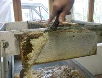 Naâma Plus de miel que l'année dernière