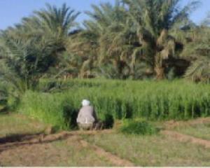 المستثمرات الفلاحية بأدرار تعاني من ضعف الربط بالكهرباء أمام إستفادة ولايات بالجنوب من كهربة 2779كلم في المناطق الفلاحية