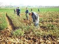 La sécurité alimentaire, un des objectifs de la  nouvelle vision  de l'agriculture algérienne (Vidéo)