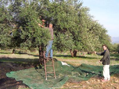 Huilerie Mahmoudi d'At Zaïm : L'expérience qui fait la différence La région de Maatkas est connue pour la qualité de son huile d'olive