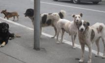 Les chiens errants, un problème qui réapparaît à Tissemsilt