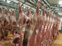 Trois grands complexes d'abattage et de froid réceptionnés en avril 2014