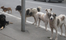 Les chiens errants, un problème qui réapparaît à Tissemsilt