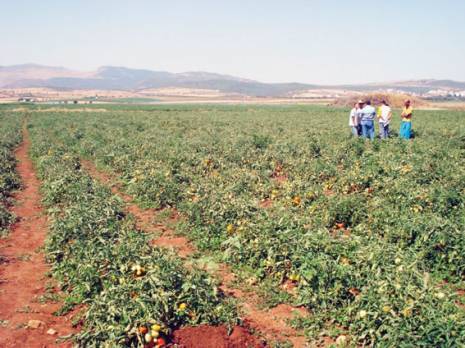 Cap sur les cultures industrielles Agriculture
